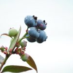Bluberries