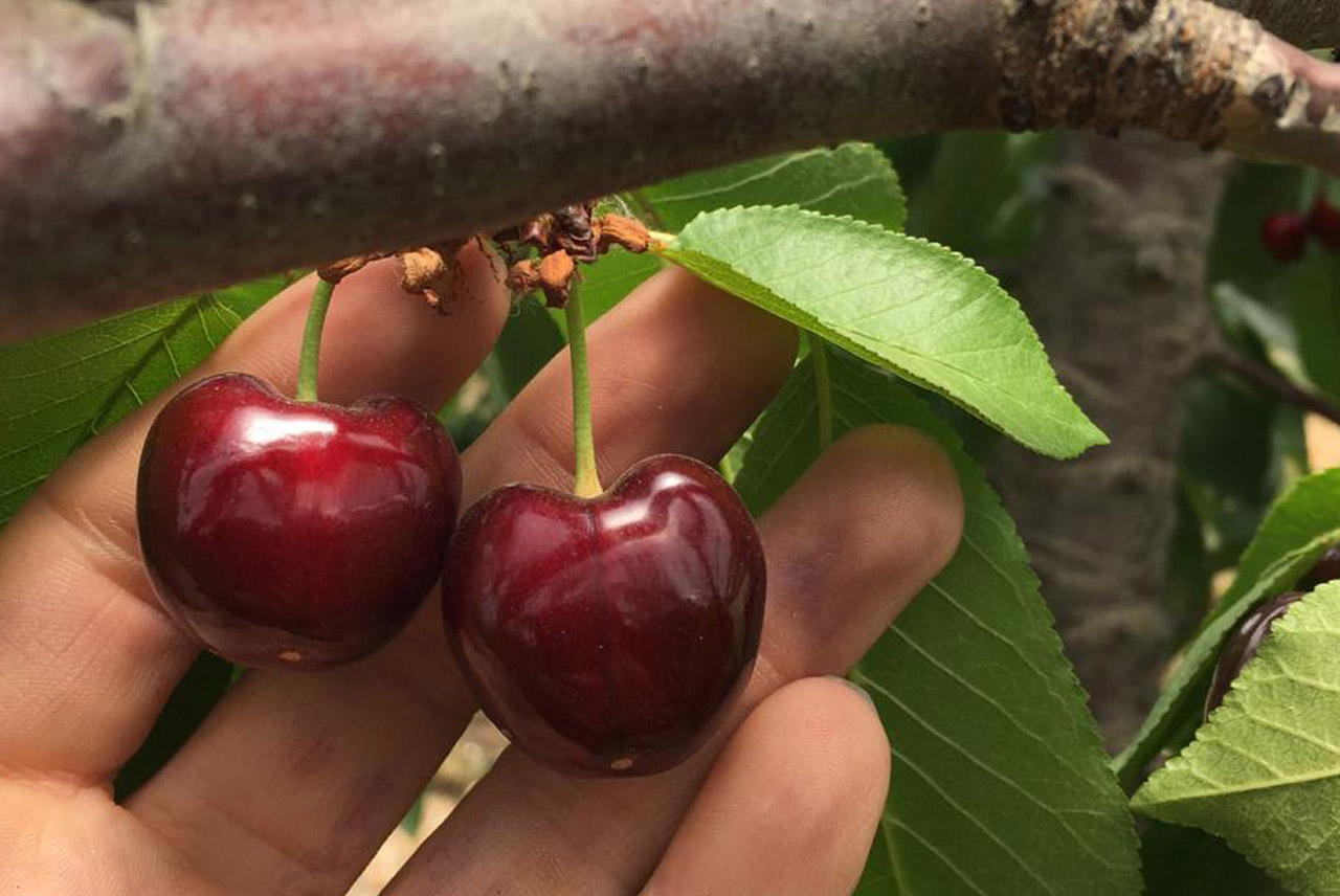 Cerezas